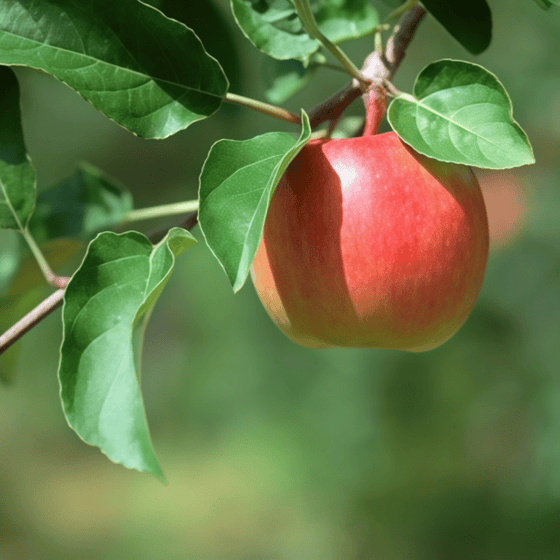 Apple Tree Seeds