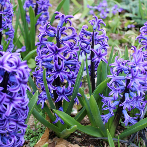Hyacinth Seeds