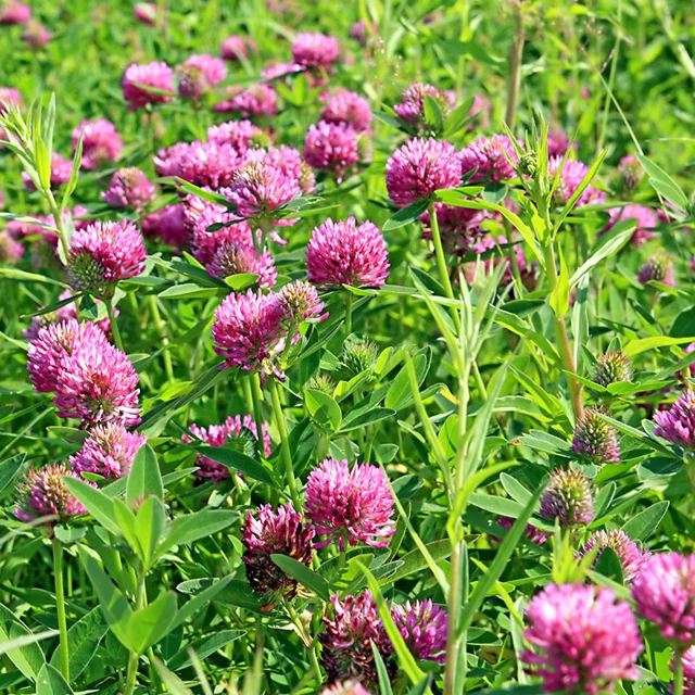 Medium Red Clover Seeds