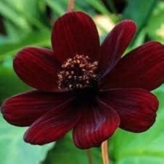 Chocolate Maroon Cosmos Seeds