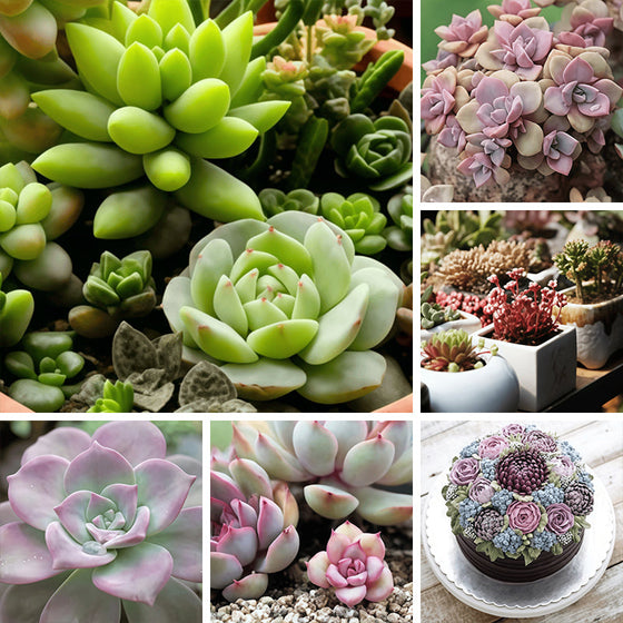 Succulent Seeds