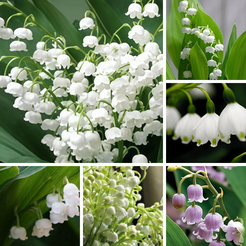 Fragrant Shade Lily of the Valley Seeds