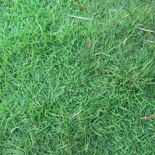 Unhulled Coated Grass Seed
