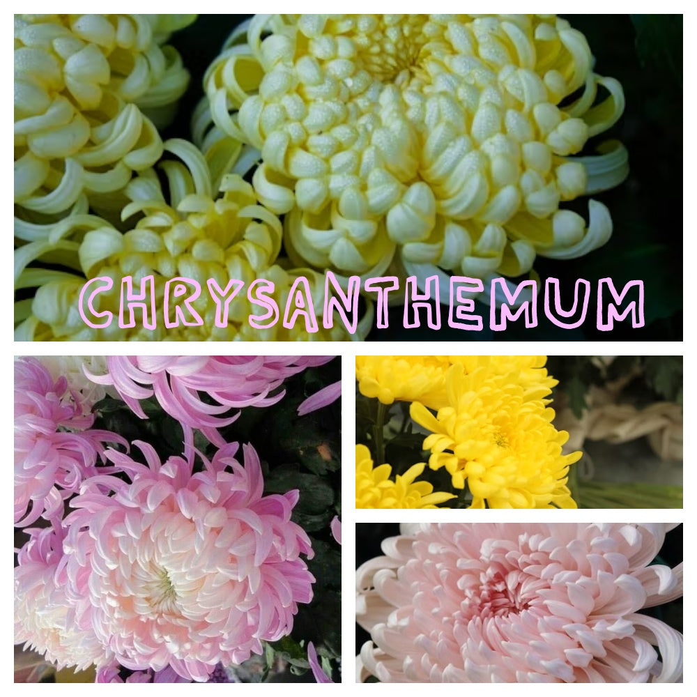 Chrysanthemum Seeds #1