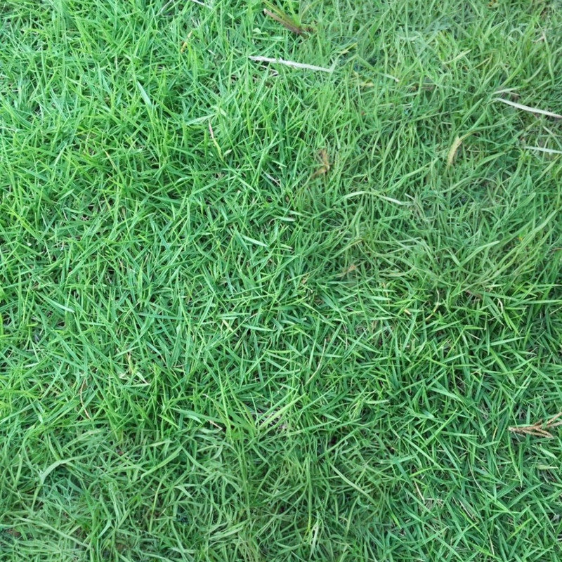 Hulled Coated Grass Seed