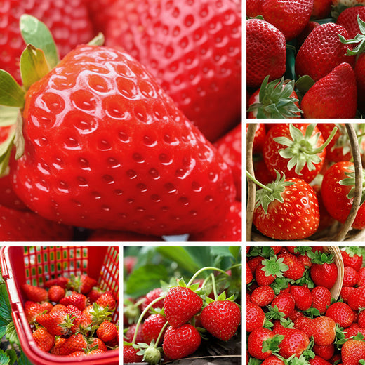 Strawberry Seeds #1