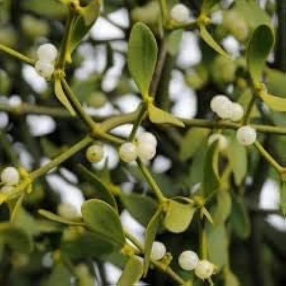 White Mistletoe Seeds