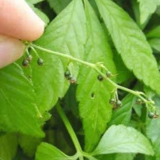 Jiaogulan Seeds #1