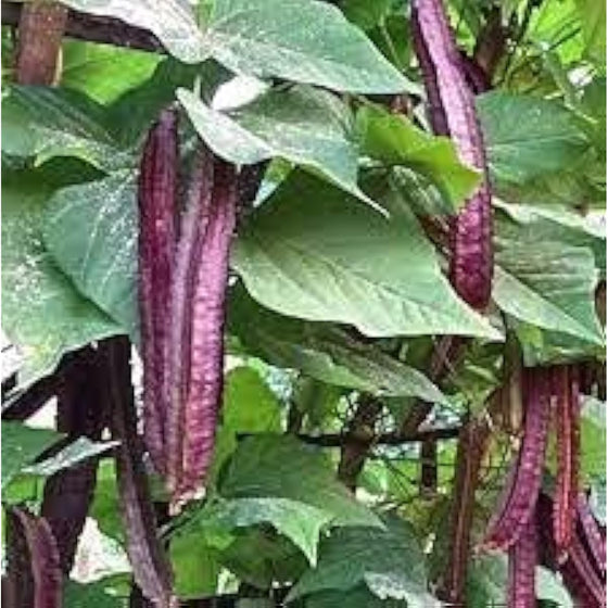 Purple Winged Bean Seeds #2