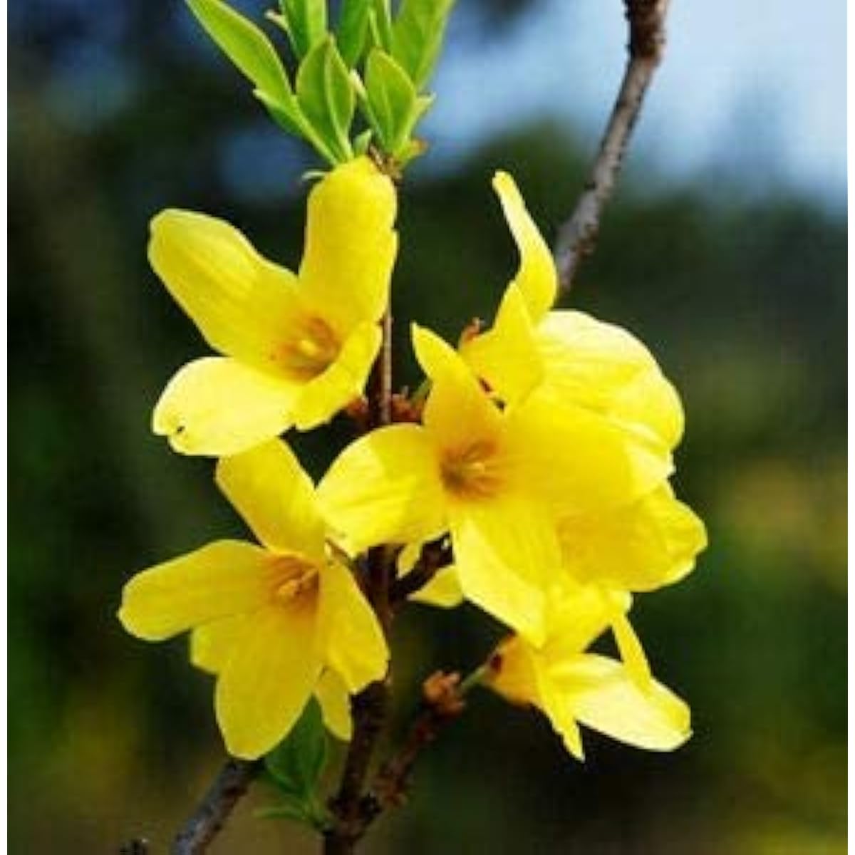 Forsythia Seeds #2