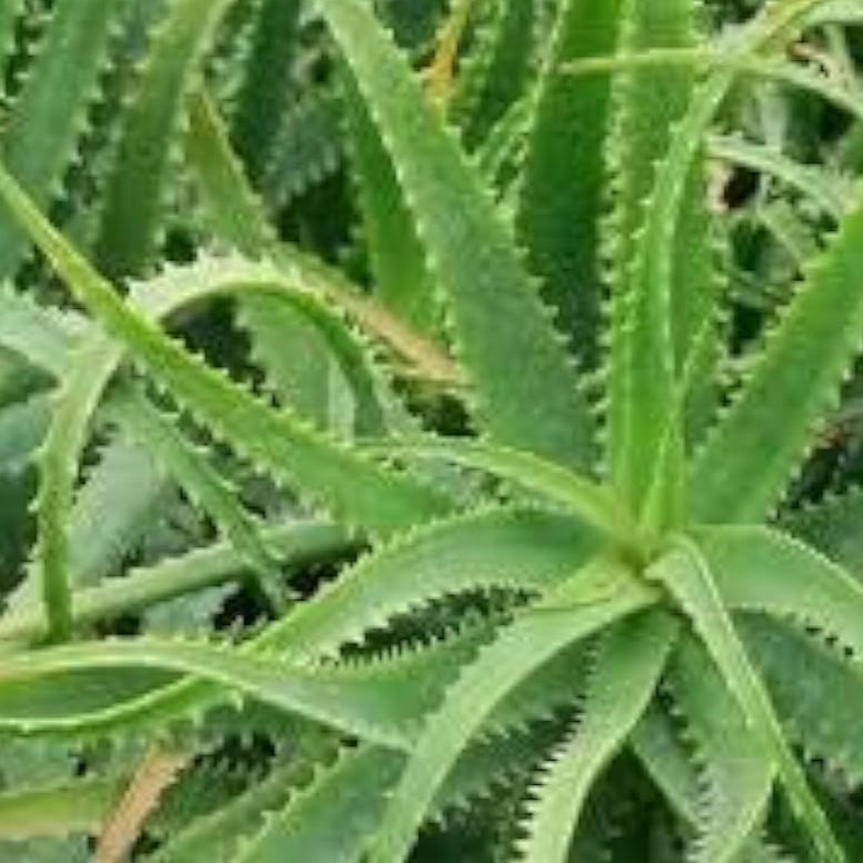 Green Aloe Vera Seeds