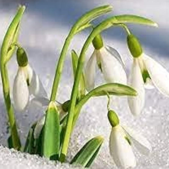 Galanthus Nivalis Snowdrop Seeds