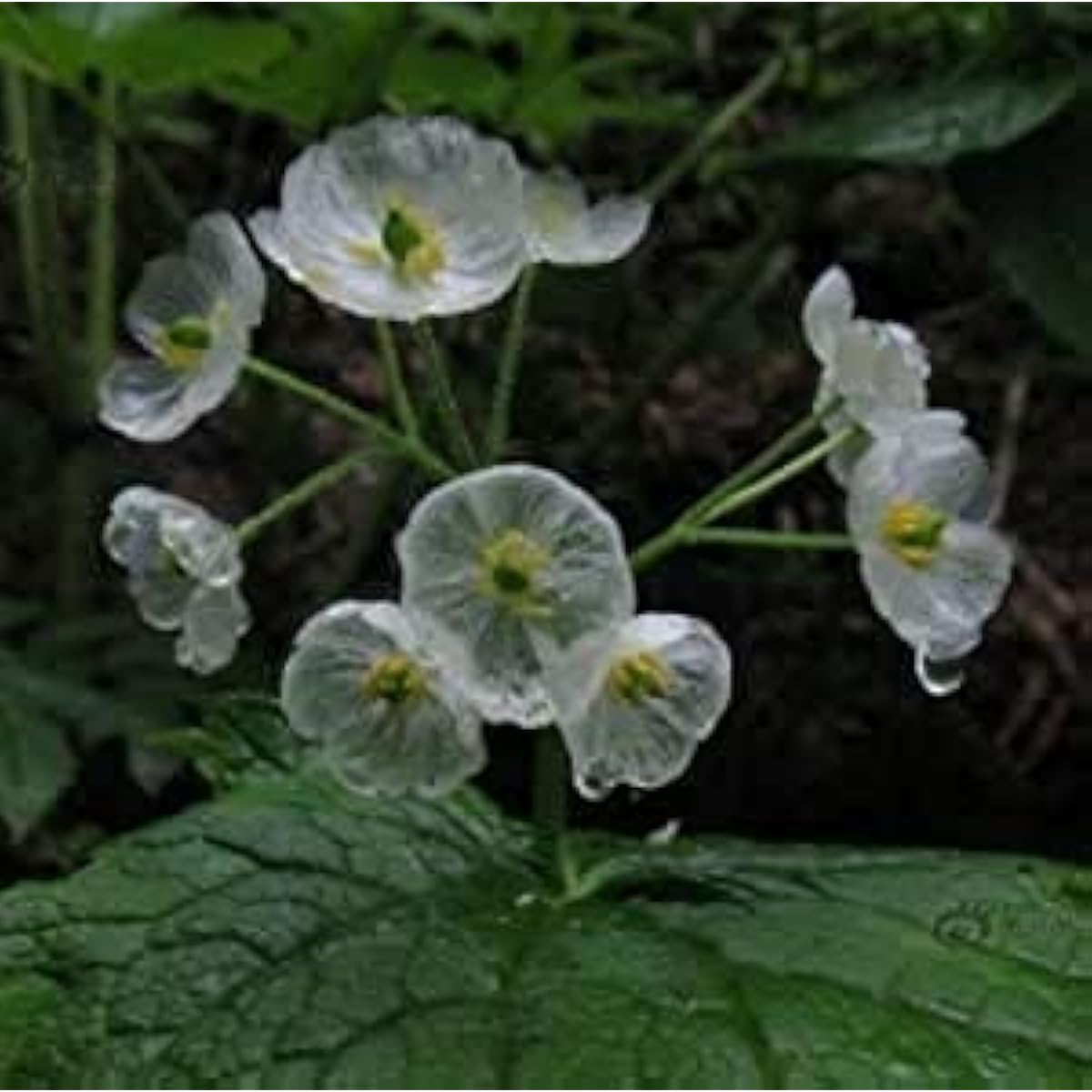 Skeleton Flower Seeds #2