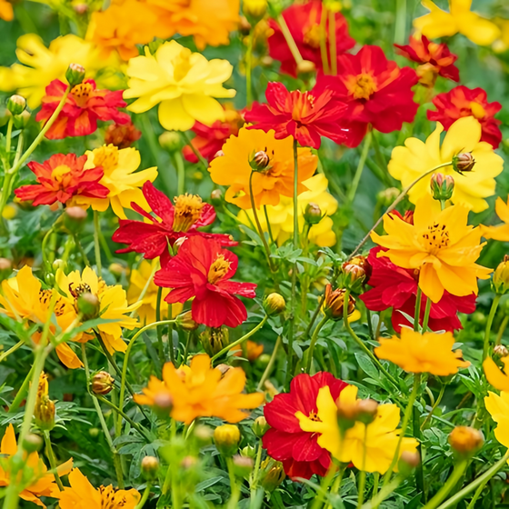Sulphureus Mix Cosmos Seeds