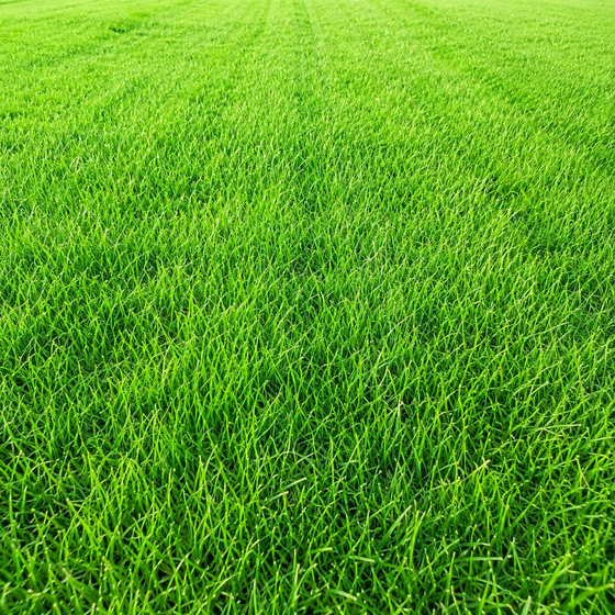 Pixie Grass Seed