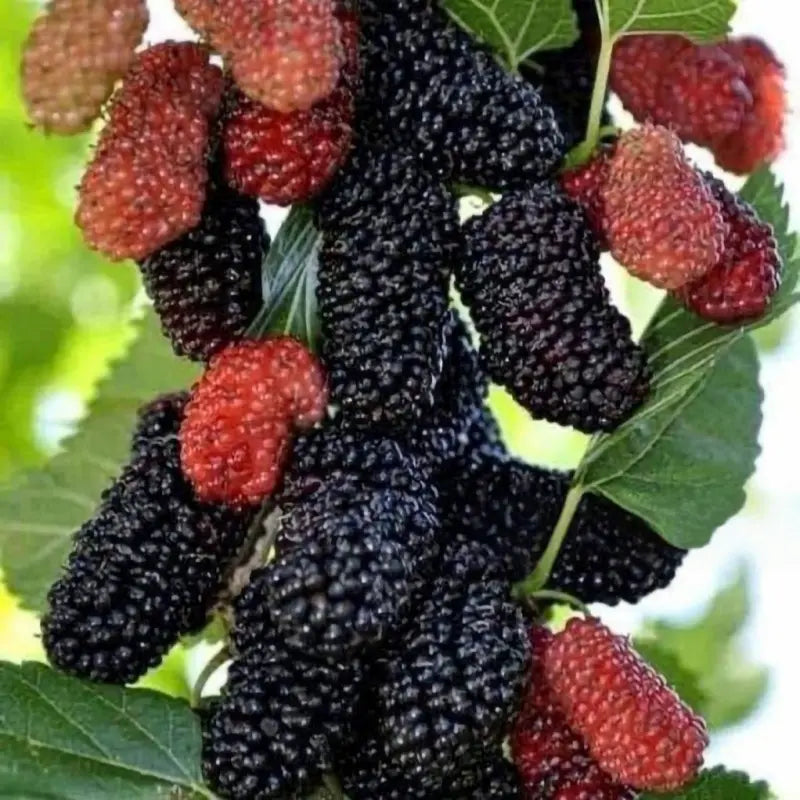 Berries Mulberry Tree Seeds