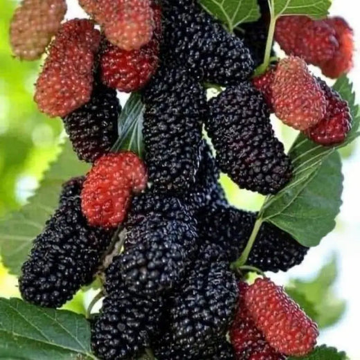 Berries Mulberry Tree Seeds