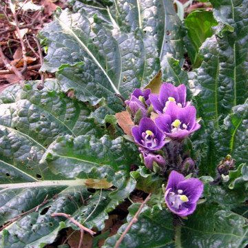 Mandragora Seeds #1