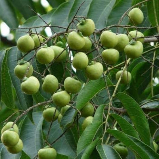 Dune Soapberry Fruit Seeds Hardy Coastal Shrub Plant