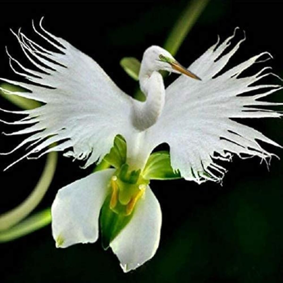 White Egret Orchid Seeds #1