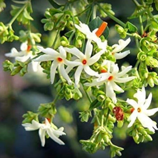 Night Flowering Jasmine Seeds #1