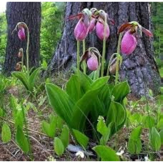 Pink Lady's Slipper Seeds #5