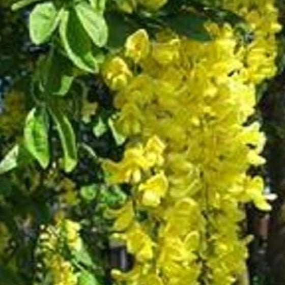 Yellow Laburnum Seeds