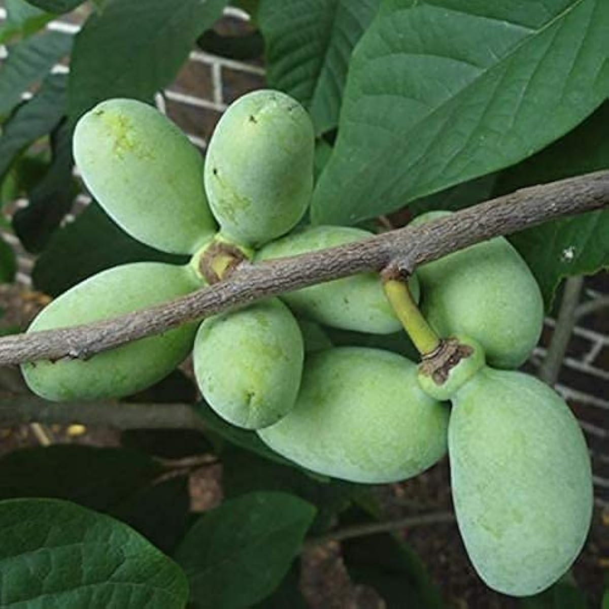 Paw Paw Edible Fun Easy Pawpaw Tree Seeds