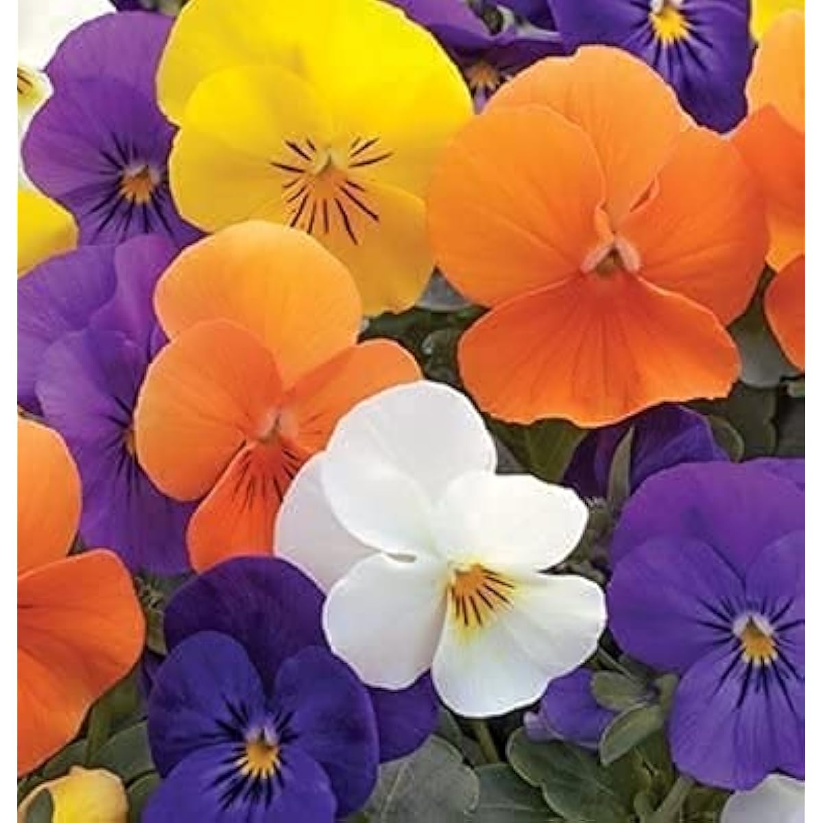 Penny All Season Edible Multi Mix Viola Seeds