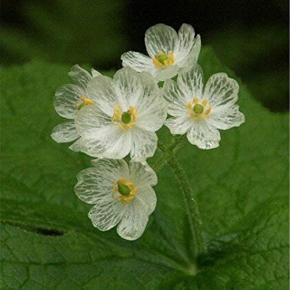 Diphylleia Grayi Transparent Skeleton Flower Seeds