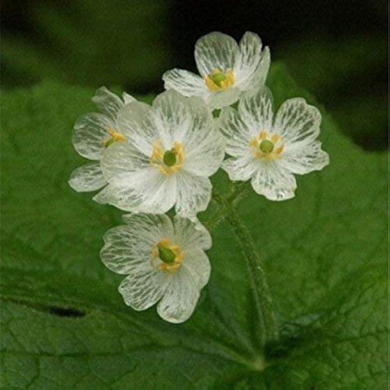 Diphylleia Grayi Transparent Skeleton Flower Seeds