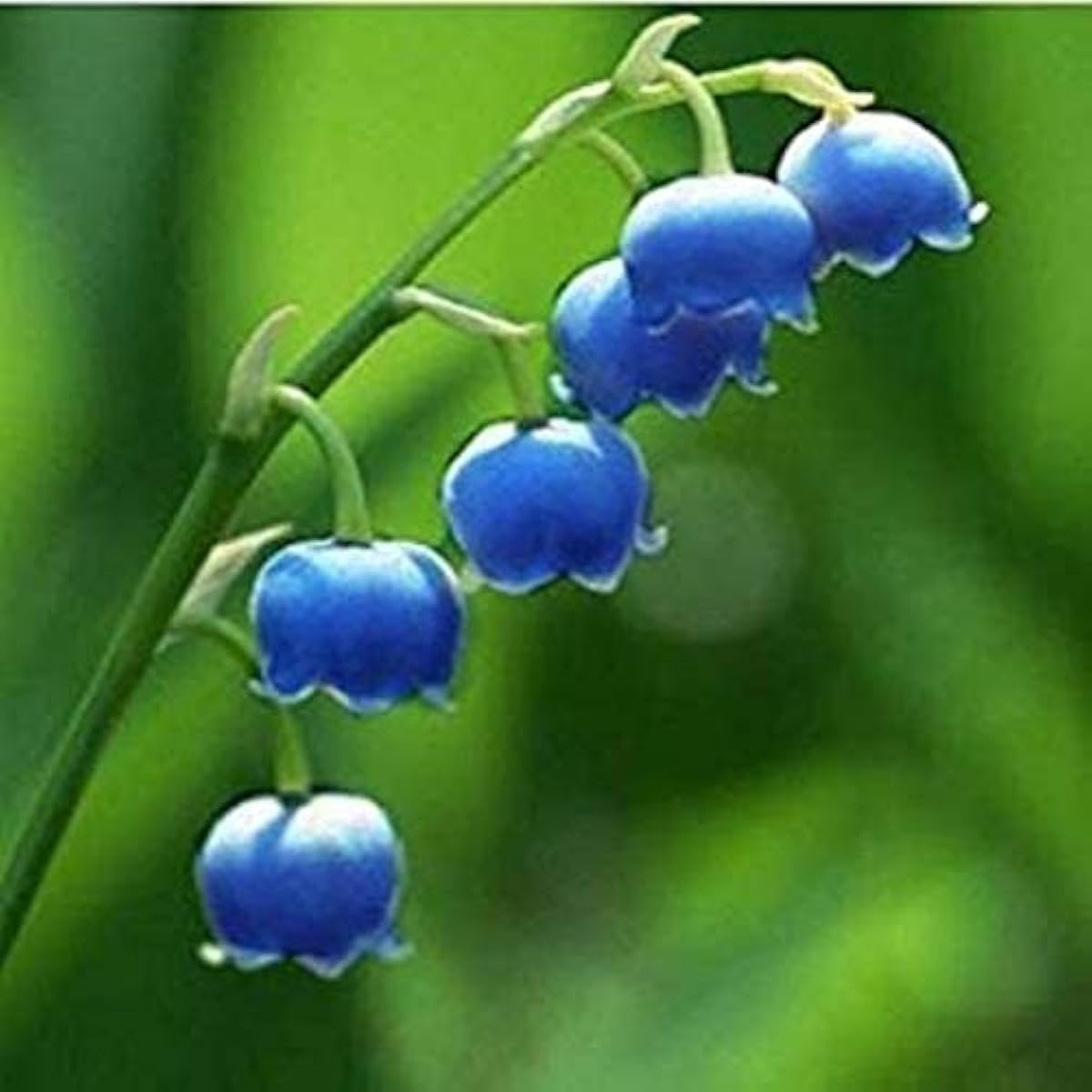 Lily of the Valley Seeds #4