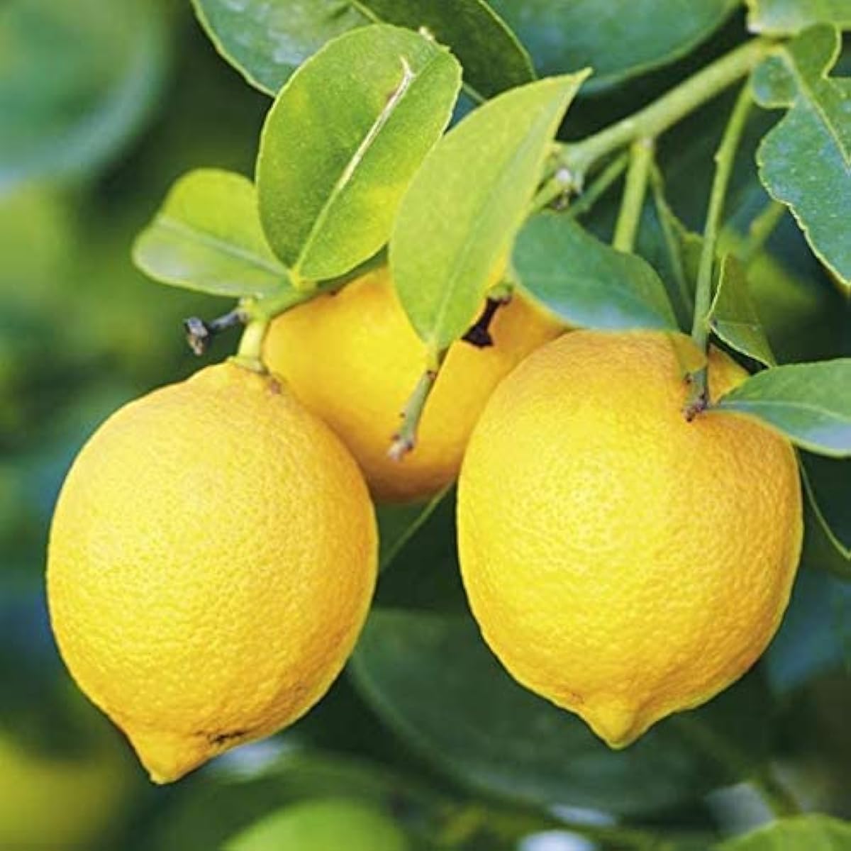 Eureka Lemon Tree Seeds #2