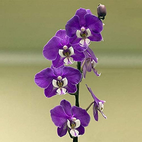Cymbidium Orchid Seeds Elegant Butterfly Orchid Home & Garden