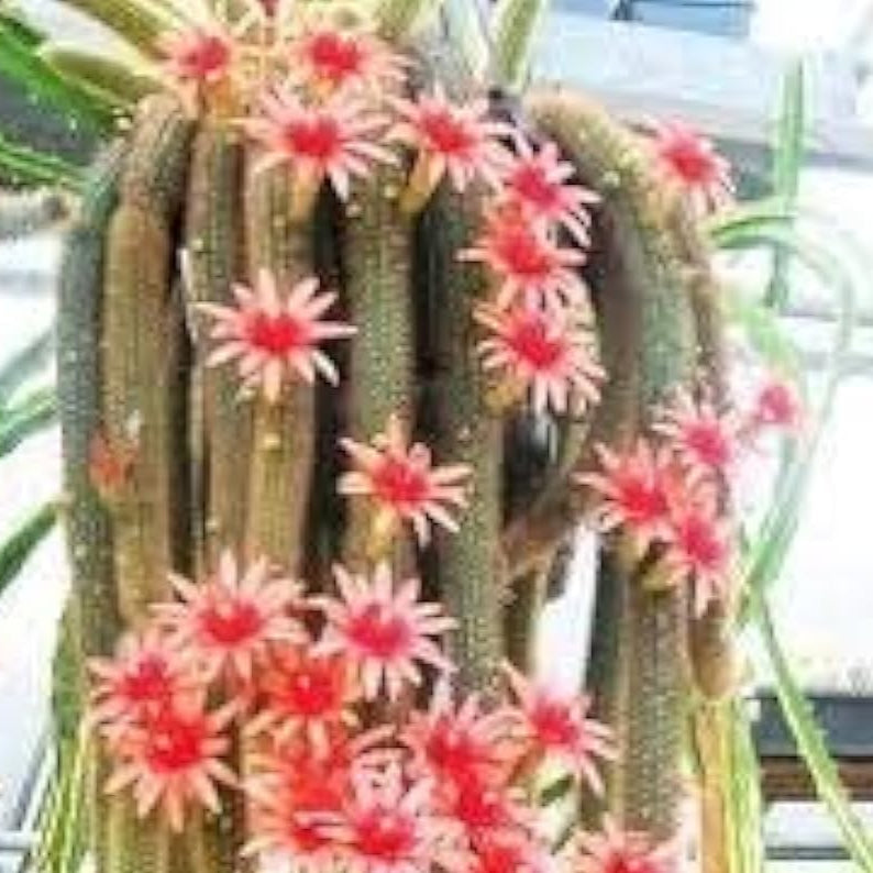 Green Monkey Tail Cactus Seeds