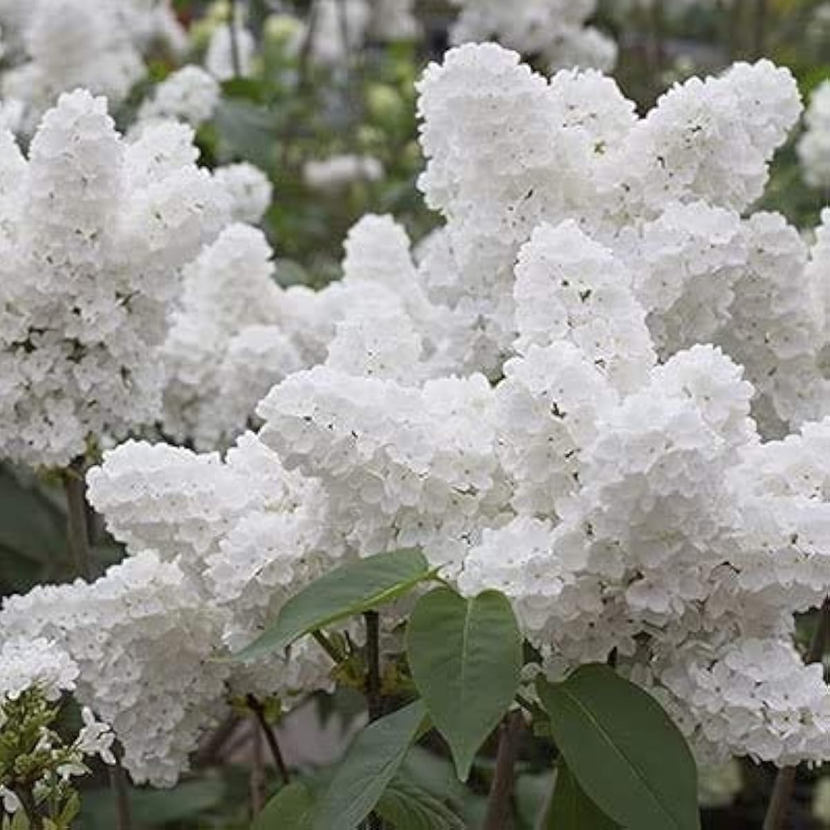 White Japanese Lilac Seeds #2
