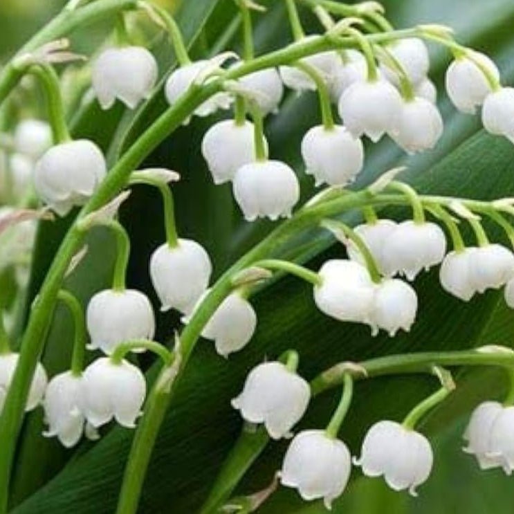 Lily of the Valley Seeds #5