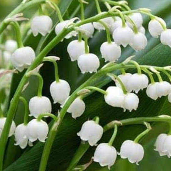 Lily of the Valley Seeds #5