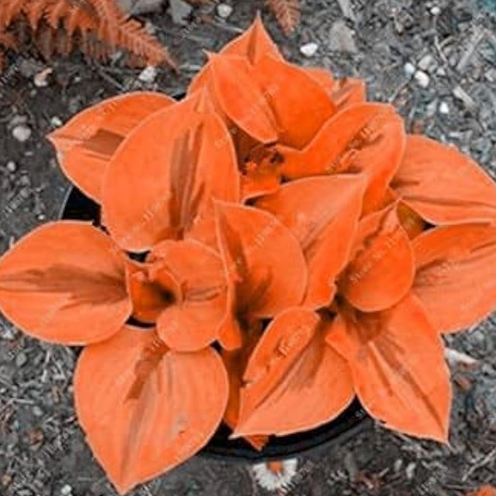 Hosta Seeds - Mixed #4