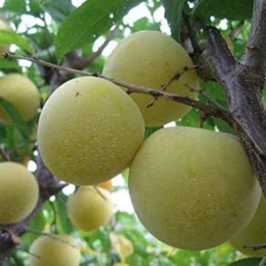 Mirabelle Plum Tree Seeds #2