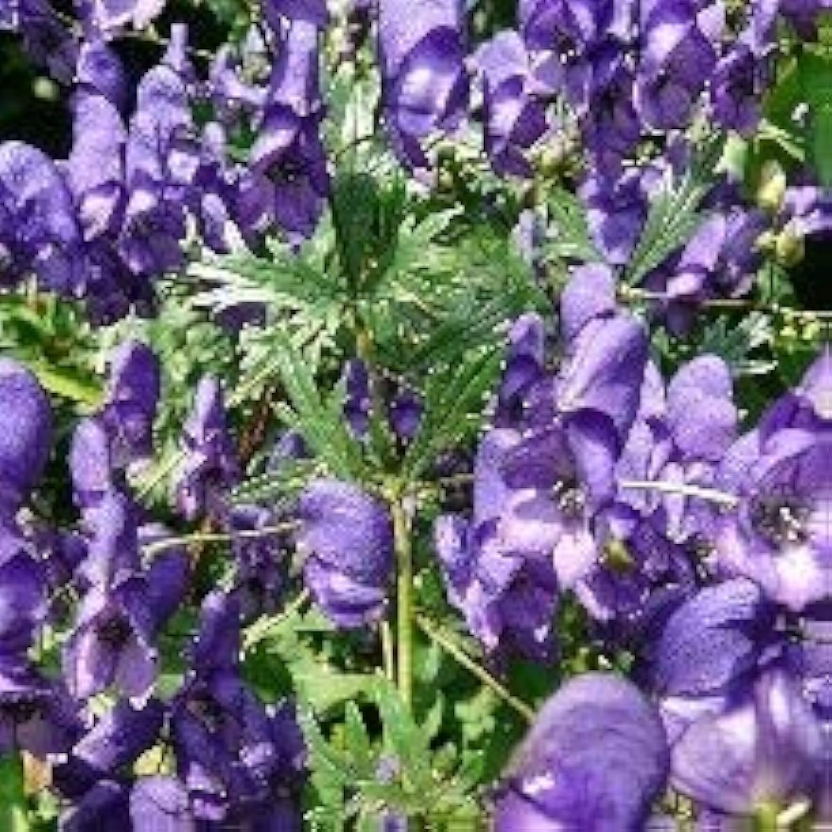 Aconitum Napellus Worlds Most Poisonous Monkshood Seeds