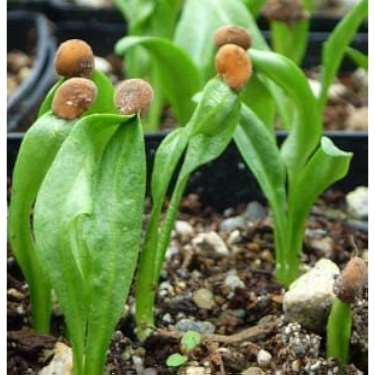 Mandragora Seeds #2