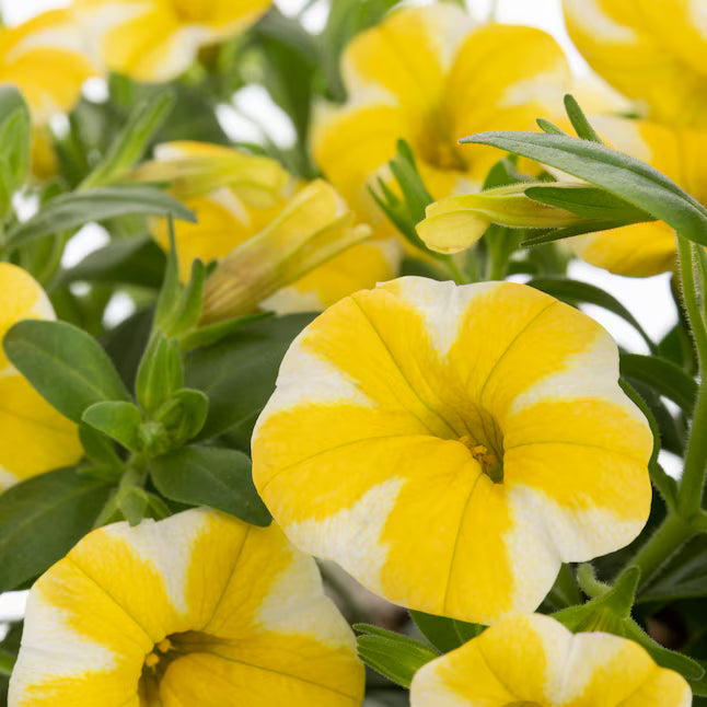 Lemon Calibrachoa Petunia Seeds