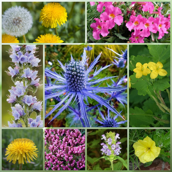 Wildflower Seeds - Rustic Charm Mix Includes Incarvillea Delavayi, Chelidonium Majus, Eryngium, etc.