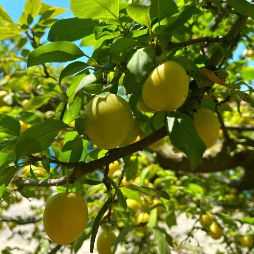 Mirabelle Plum Tree Seeds #1