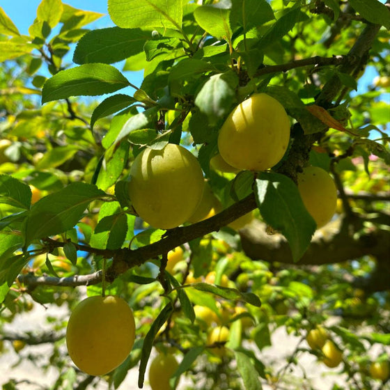 Mirabelle Plum Tree Seeds #1