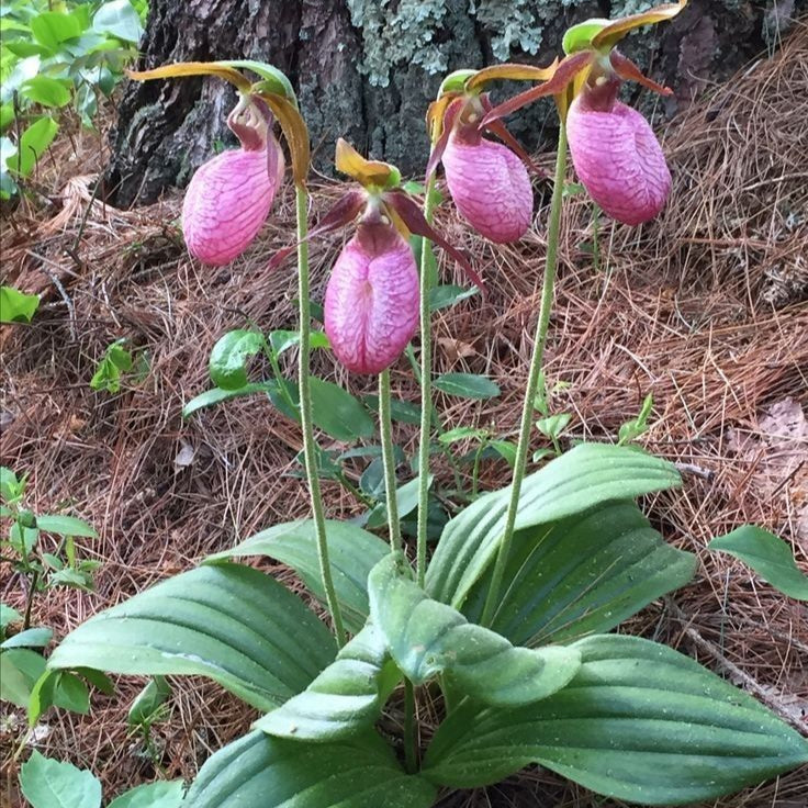 Pink Lady's Slipper Seeds #4
