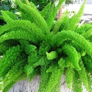 Foxtail Fern Seeds #2