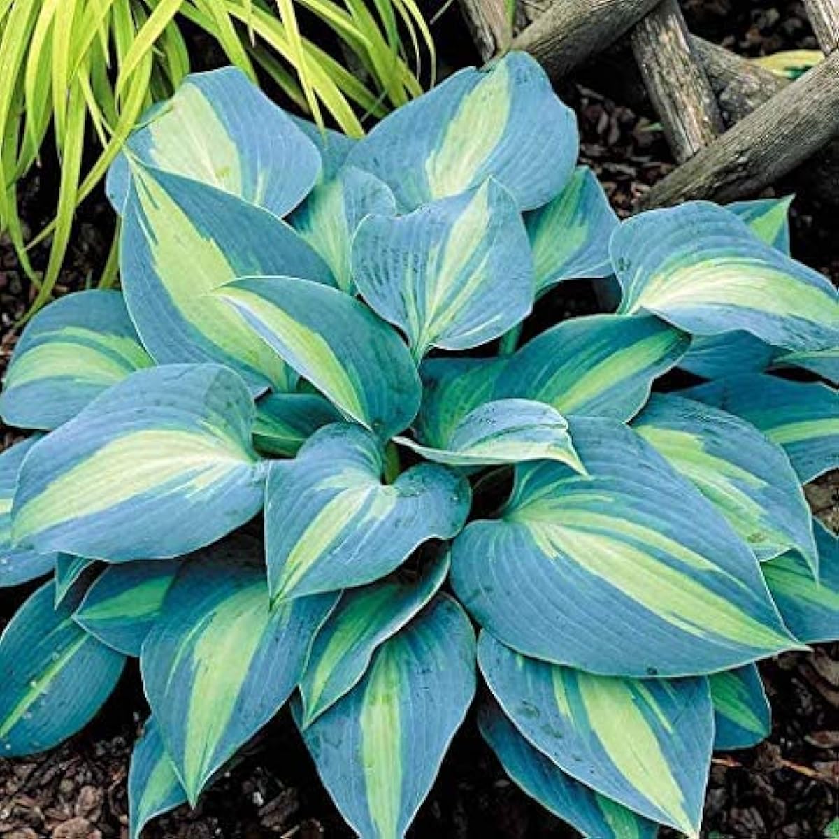 Hosta Seeds #1