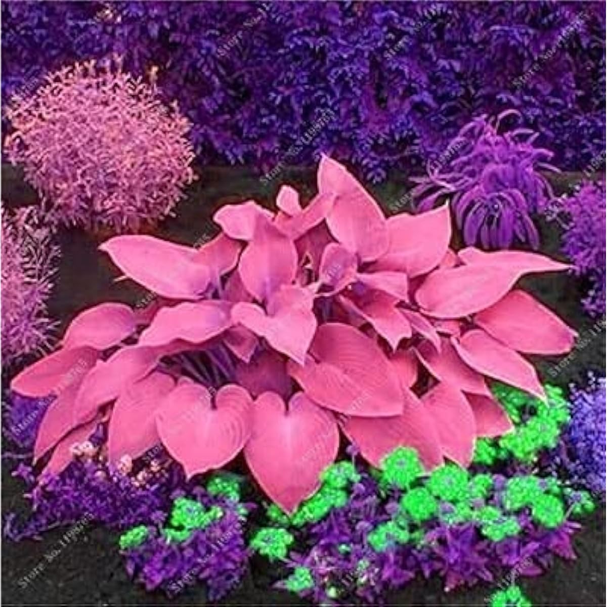 Hosta Seeds - Mixed #5